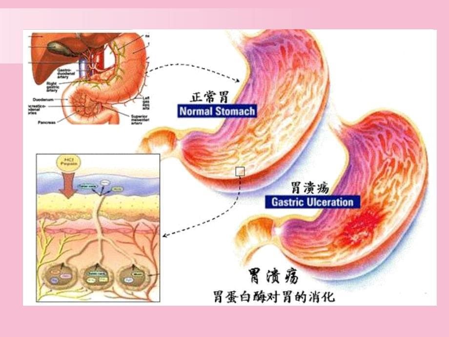 酶和维生素ppt课件_第5页