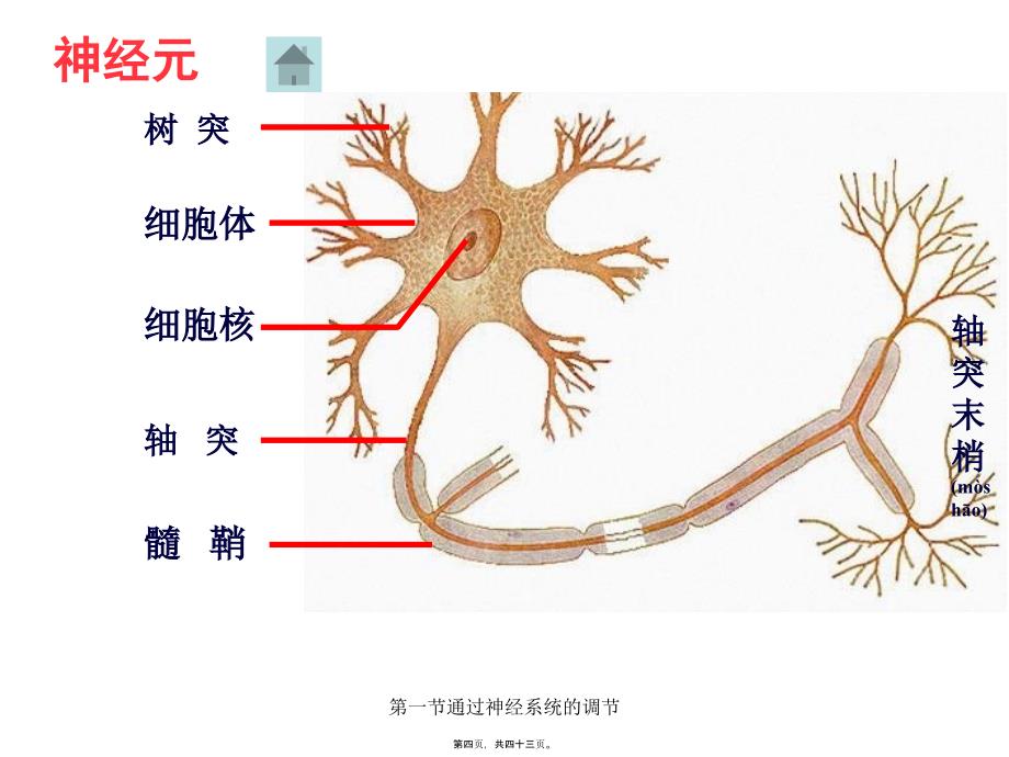 第一节通过神经系统的调节课件_第4页