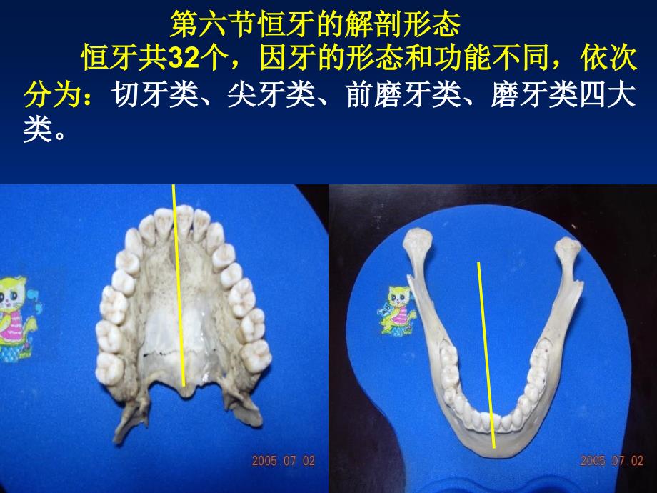 口腔切牙解剖形态_第1页