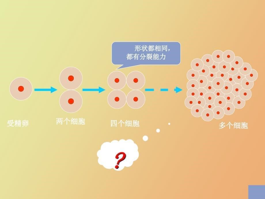 生物上册动物体的结构层次课件人教_第5页