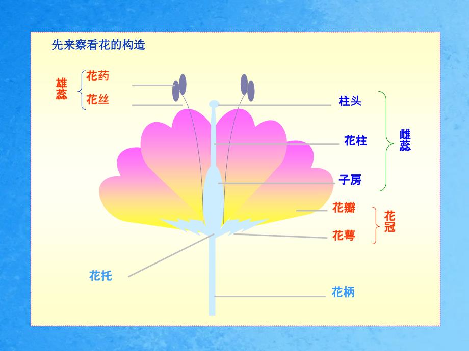 第一章生物的生殖和发育第一节植物的生殖ppt课件_第3页