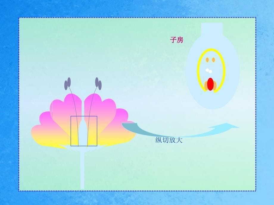 第一章生物的生殖和发育第一节植物的生殖ppt课件_第5页