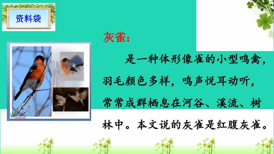 三年级语文上册第八单元26灰雀课件新人教版新人教版小学三年级上册语文课件_第2页