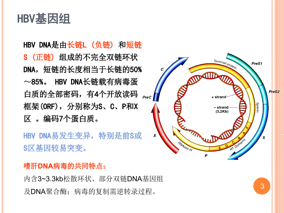 乙型病毒性肝炎的实验室检查_第3页