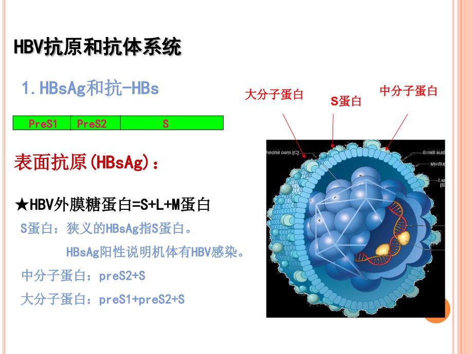 乙型病毒性肝炎的实验室检查_第4页