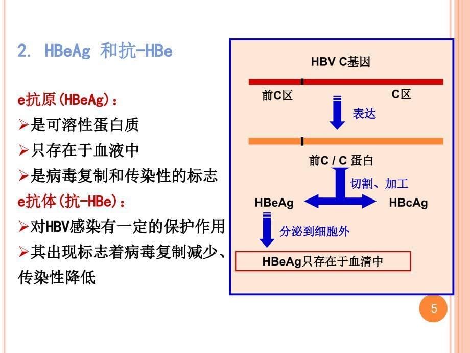 乙型病毒性肝炎的实验室检查_第5页