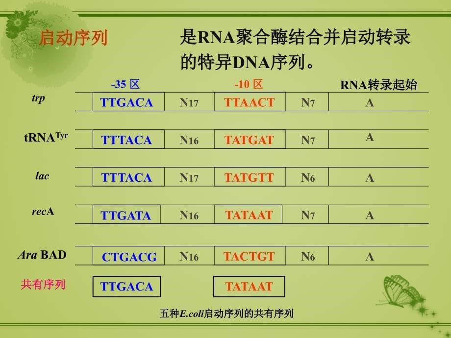 原核生物与真核生物转录起始调控的差异_第5页