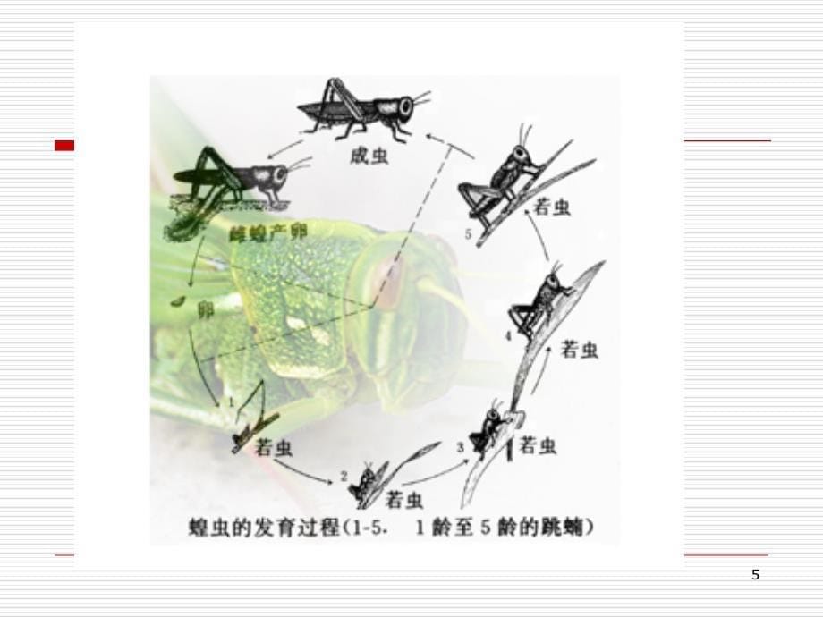 实验.蝗虫的减数分裂课堂PPT_第5页