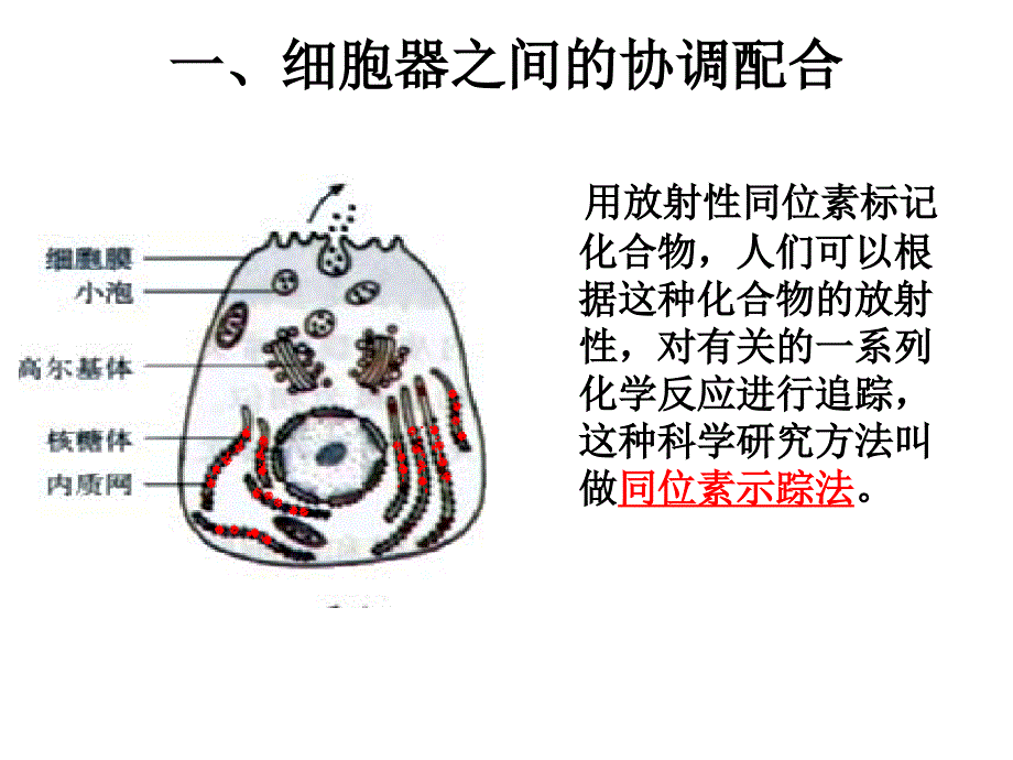 细胞器之间的协调配合_第4页