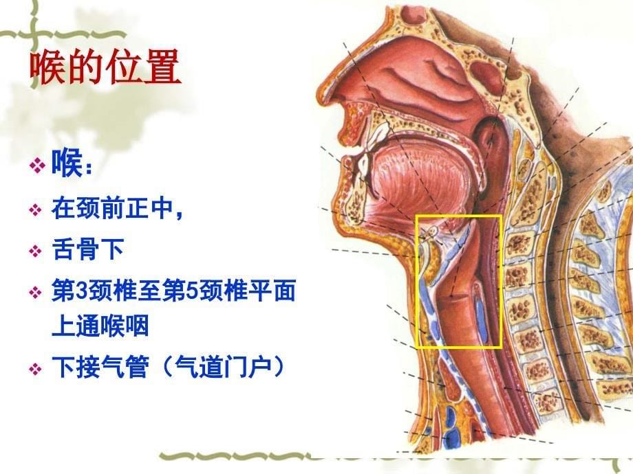 喉癌的影像学诊断_第5页