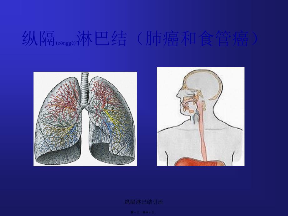 纵隔淋巴结引流课件_第1页