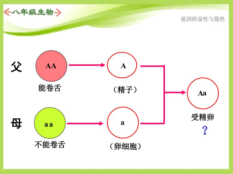 基因的显性和隐性课件6_第4页