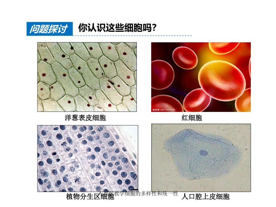 人教版教学细胞的多样性和统一性课件_第2页