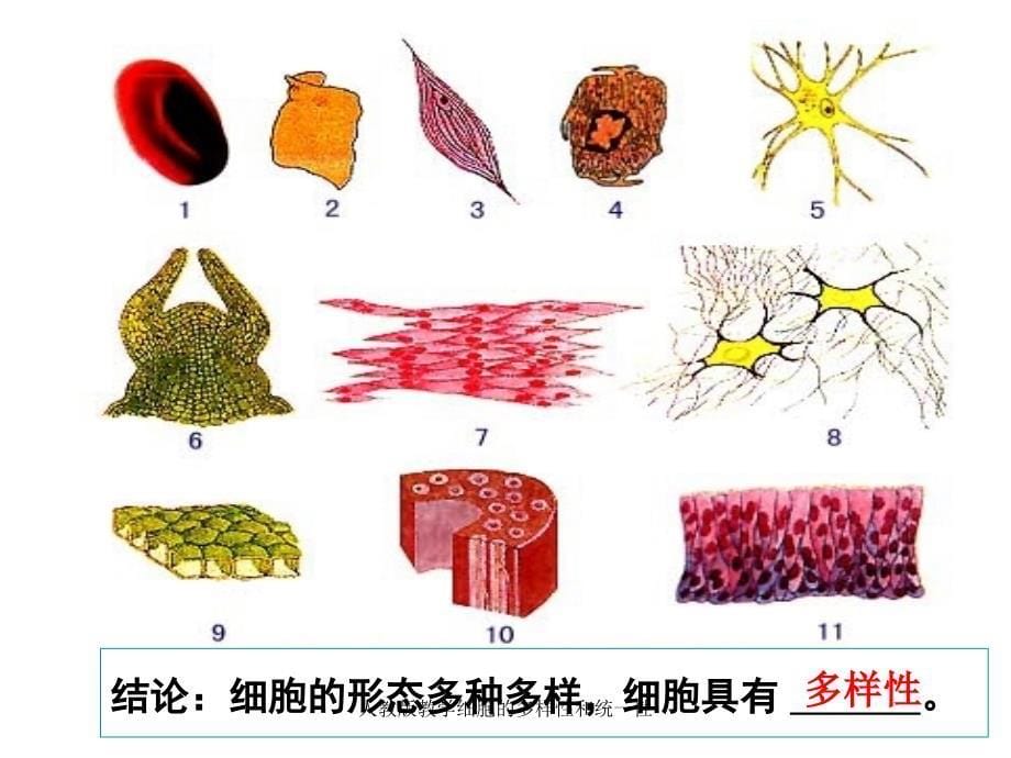 人教版教学细胞的多样性和统一性课件_第5页