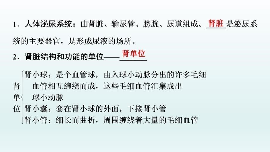 2022年中考生物总复习课件：人体代谢废物的排出_第5页