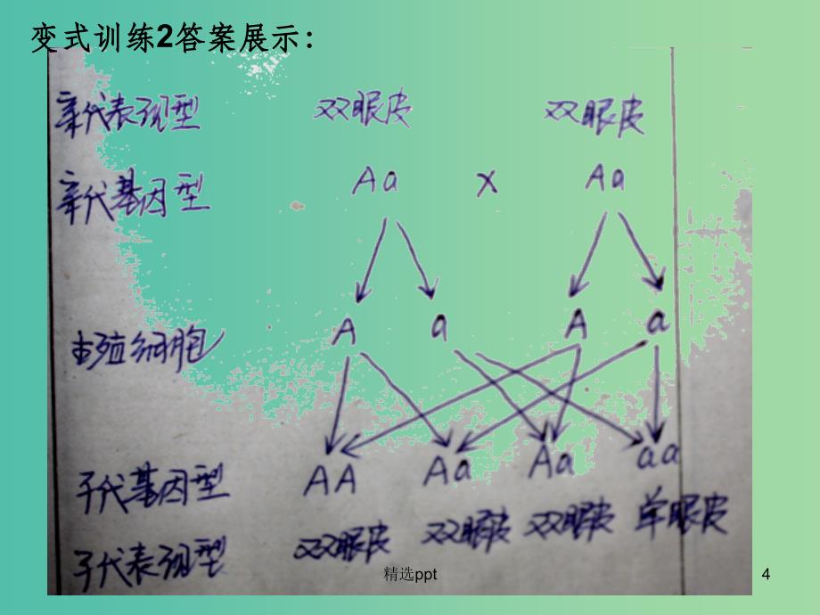 八年级生物上册4.4.3性状的遗传3课件济南版_第4页