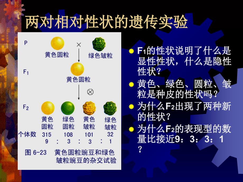 复习基因的自由组合定律_第3页