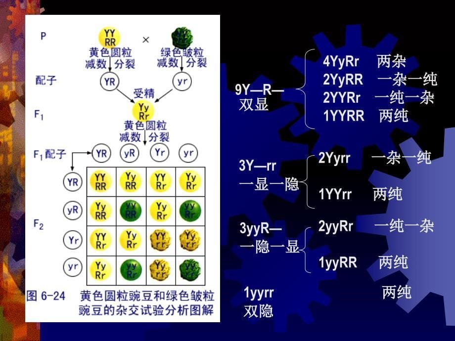 复习基因的自由组合定律_第5页