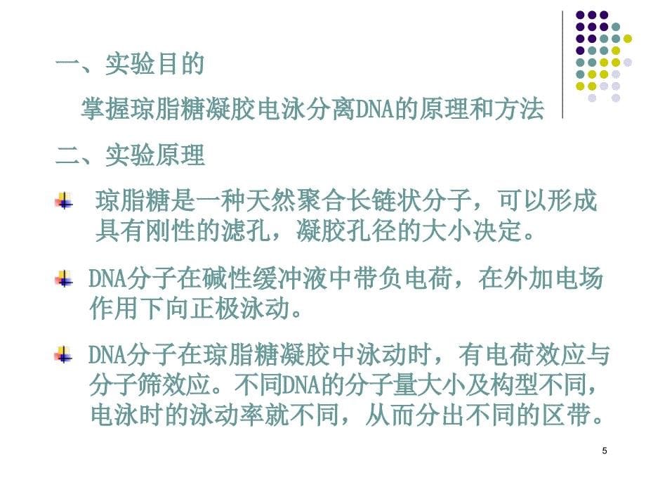 琼脂糖凝胶电泳详细过程与步骤课堂PPT_第5页