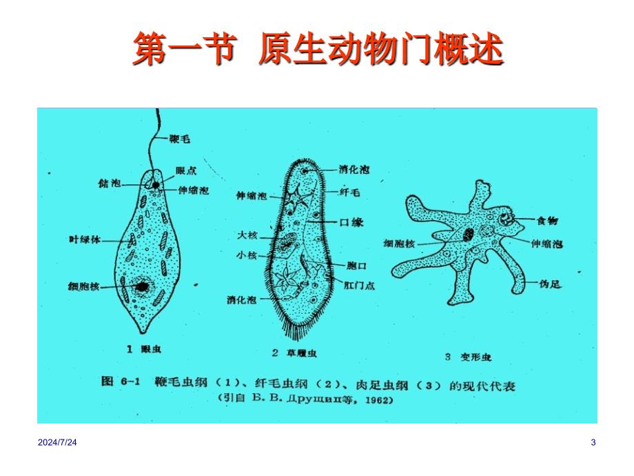 5 原生动物门、海绵(Protozoa)_第3页