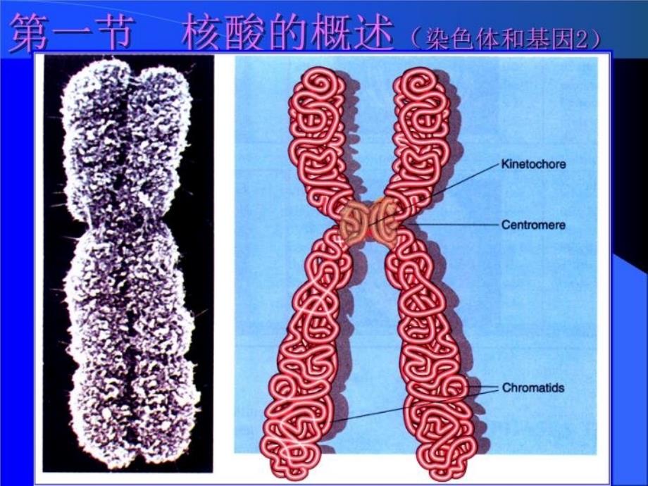 最新天津大学生物化学05第五章课件核酸化学ppt课件_第4页