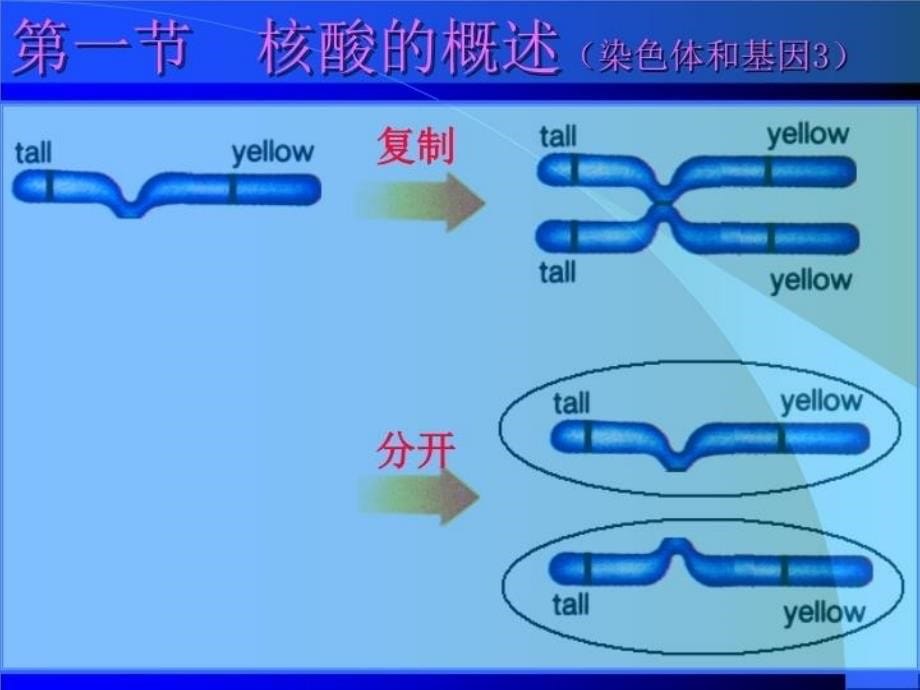 最新天津大学生物化学05第五章课件核酸化学ppt课件_第5页