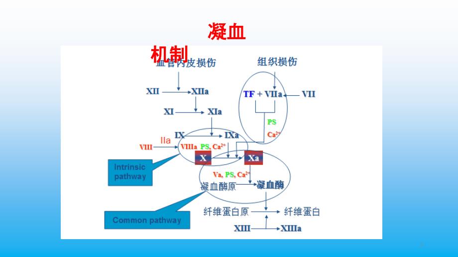 凝血四项课堂PPT_第3页