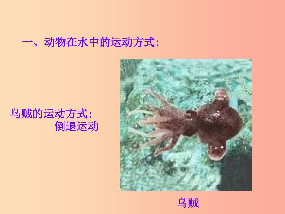 八年级生物上册 15.1《动物运动的方式》课件4 （新版）北师大版.ppt_第3页