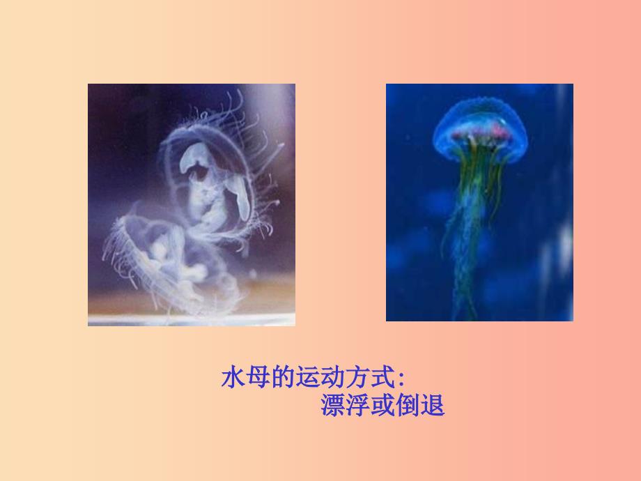 八年级生物上册 15.1《动物运动的方式》课件4 （新版）北师大版.ppt_第4页