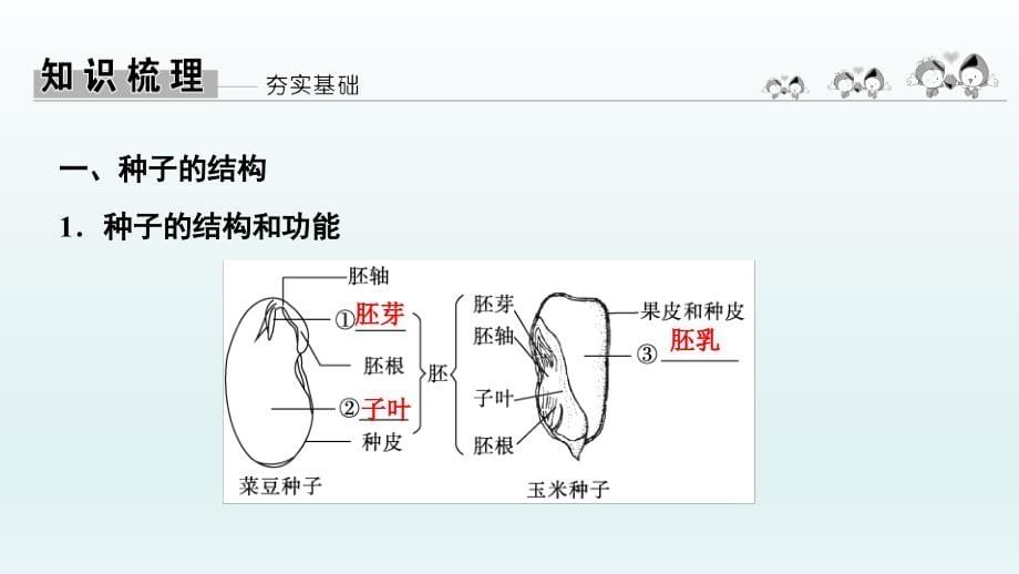 2022年中考生物总复习课件：第4课时　绿色开花植物的一生_第5页