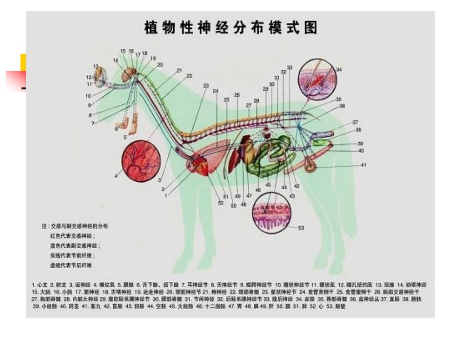 神经系统植物性神经_第3页