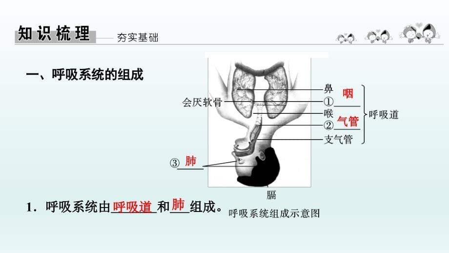 2022年中考生物总复习课件：　人体的呼吸_第5页