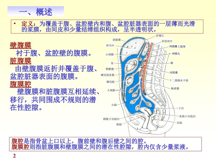 医学人体解剖学资源：chapter10腹膜_第2页