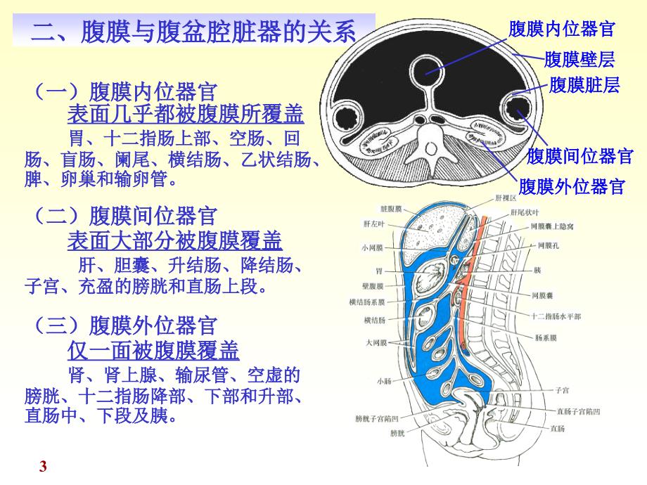 医学人体解剖学资源：chapter10腹膜_第3页