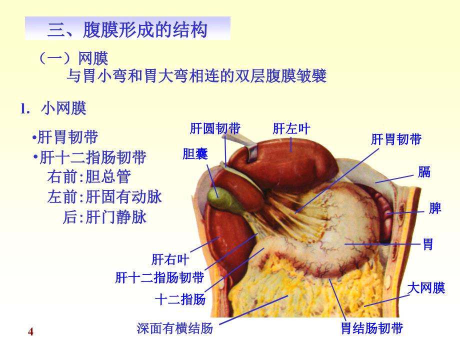 医学人体解剖学资源：chapter10腹膜_第4页