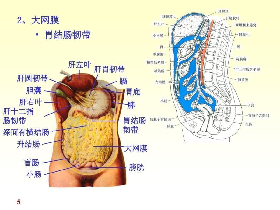 医学人体解剖学资源：chapter10腹膜_第5页