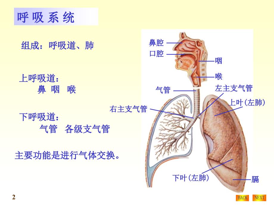 呼吸系统结构与功能_第2页