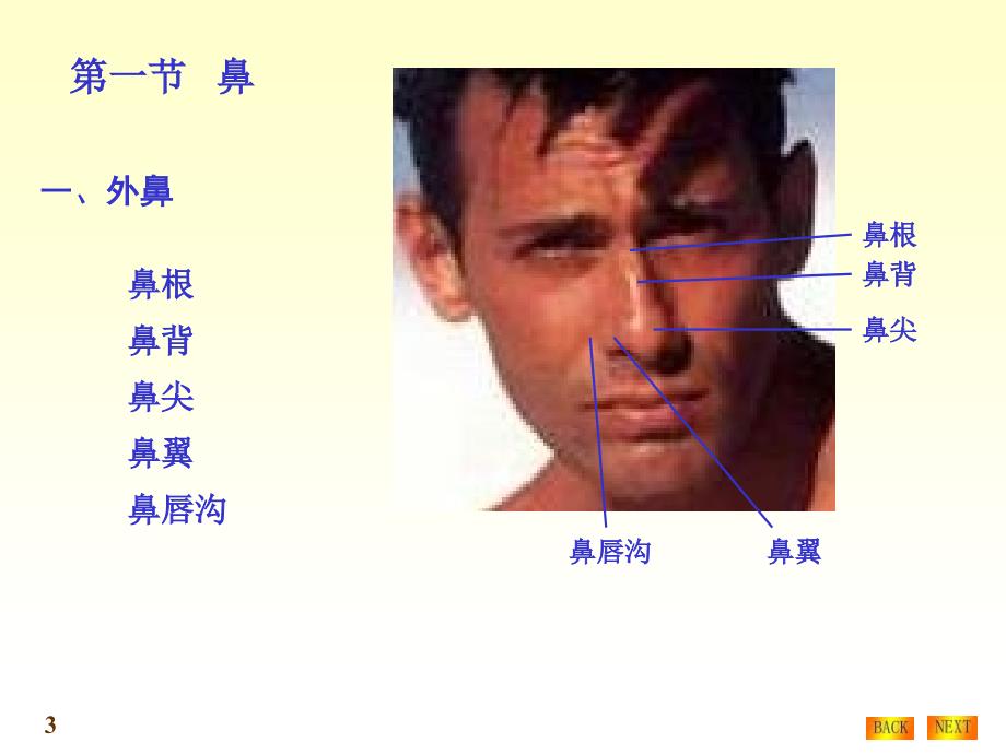 呼吸系统结构与功能_第3页