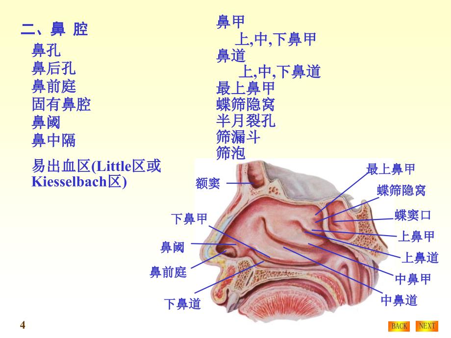 呼吸系统结构与功能_第4页