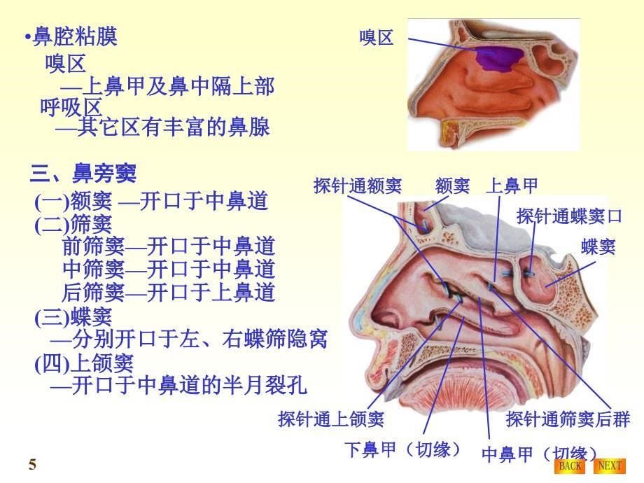 呼吸系统结构与功能_第5页