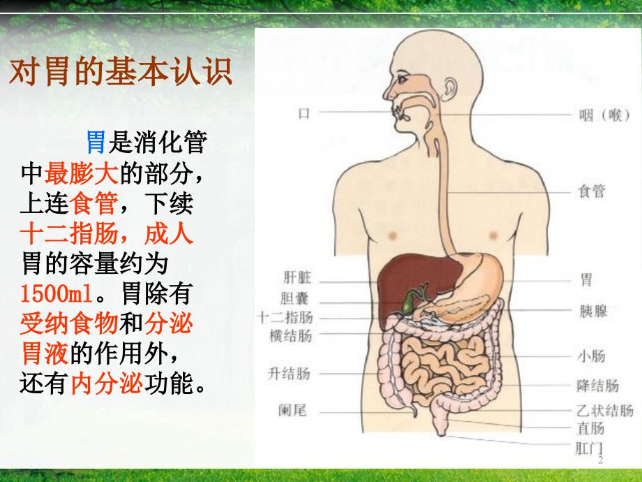 系统解剖学胃PowerPoint 演示文稿_第2页