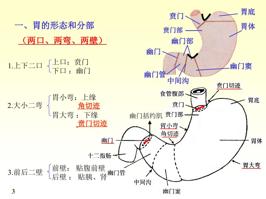 系统解剖学胃PowerPoint 演示文稿_第3页