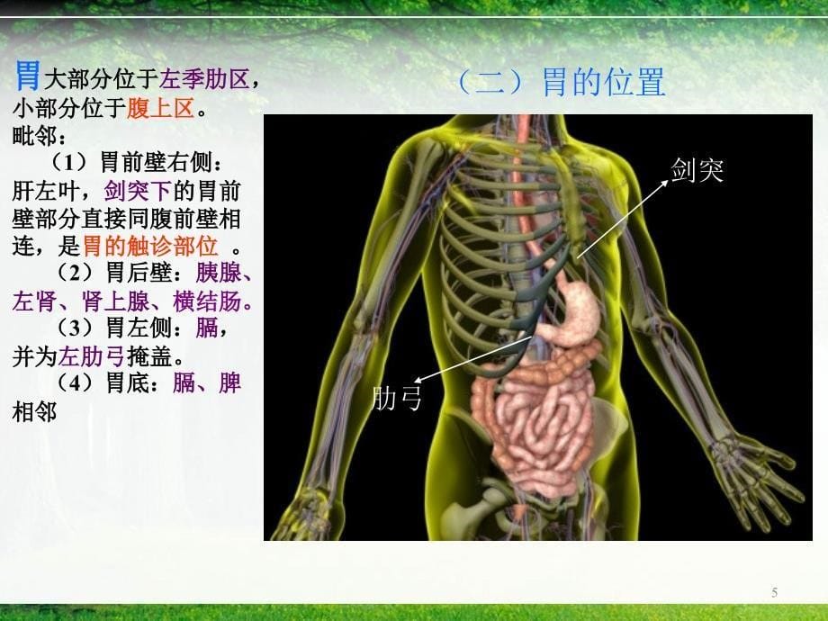 系统解剖学胃PowerPoint 演示文稿_第5页