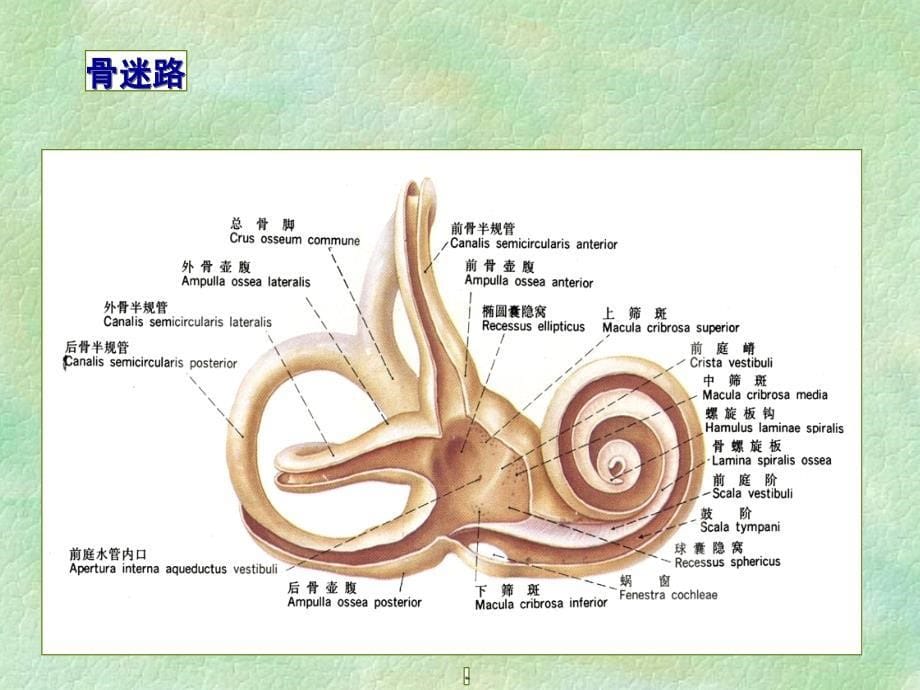 梅尼埃病最新诊疗规范课件_第5页