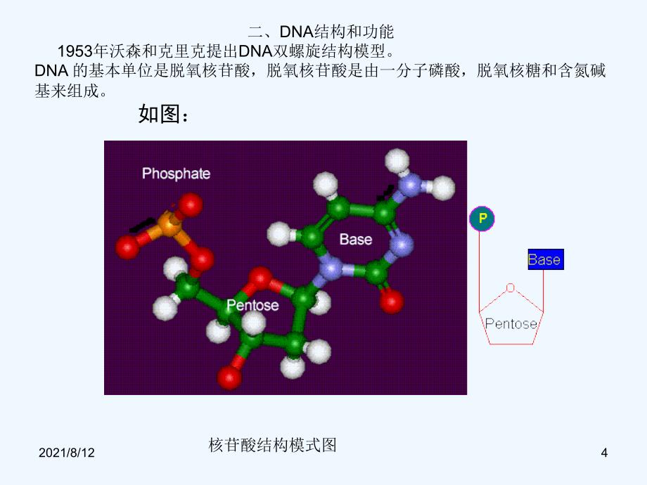 医学生物学基础ppt细胞生物学课件讲座_第4页