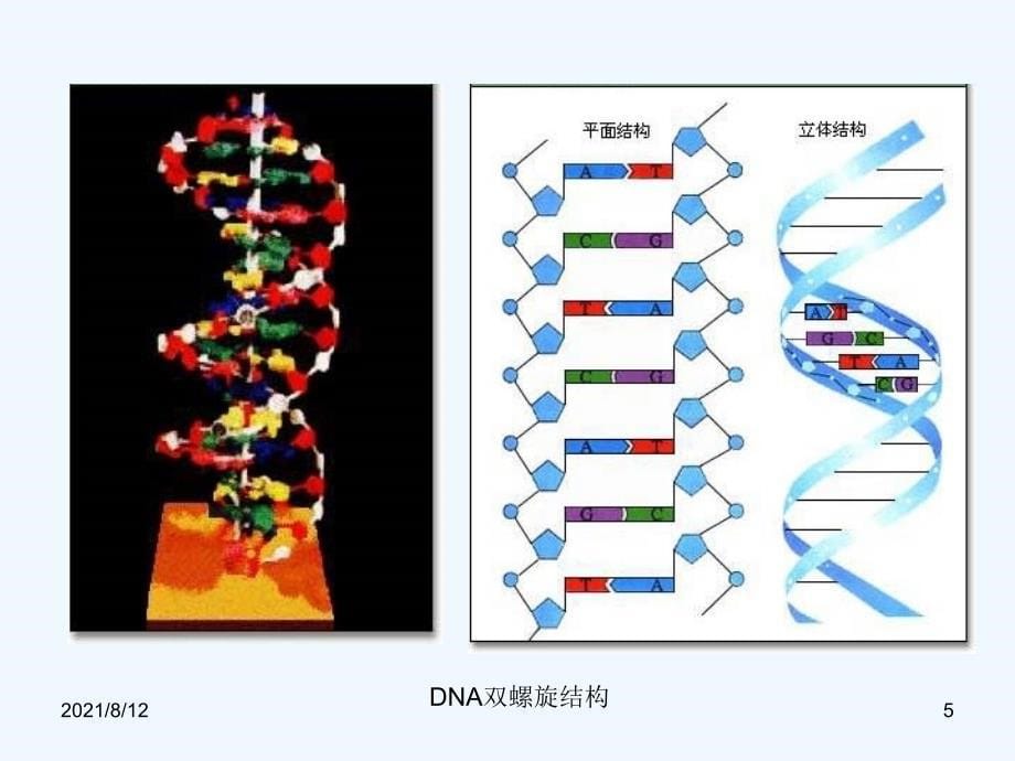 医学生物学基础ppt细胞生物学课件讲座_第5页