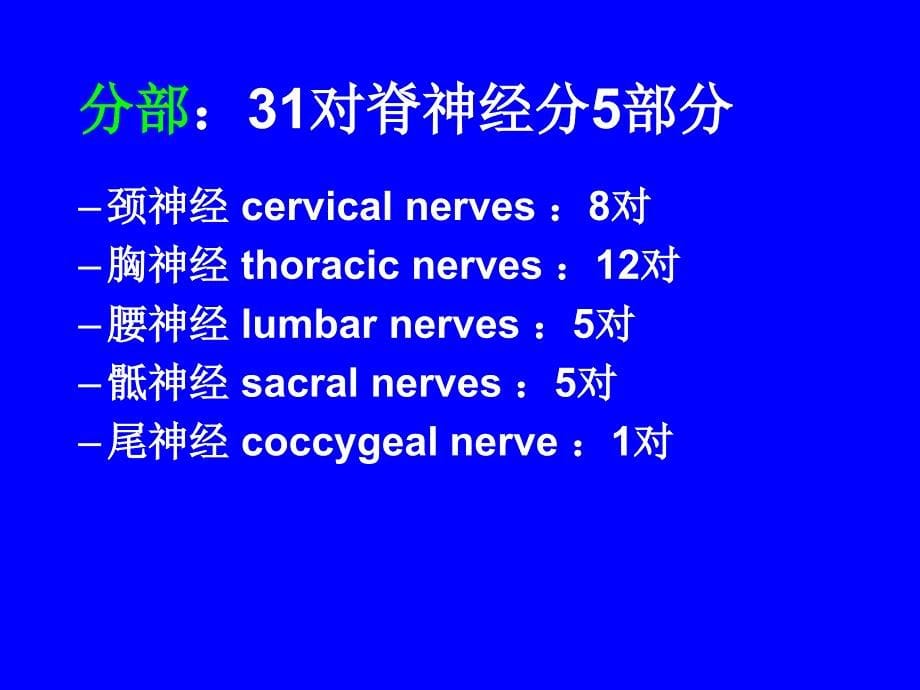 系统解剖学课件：周围神经系统_第5页