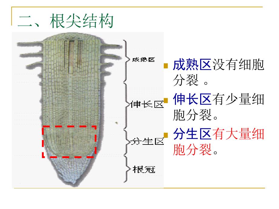 观察植物细胞的有丝分裂课件_第3页