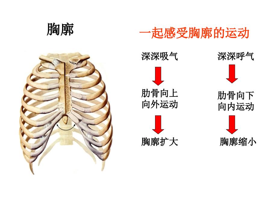 第二节发生在肺内的气体交换修改_第2页