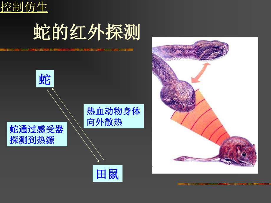 普通生物学第14章感觉器官与感觉.ppt_第4页